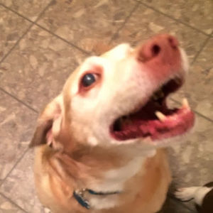 Meet your Posher, Simone